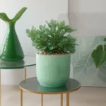 Planta de jade: cuidados, significado y cómo incorporarla a tu decoración
